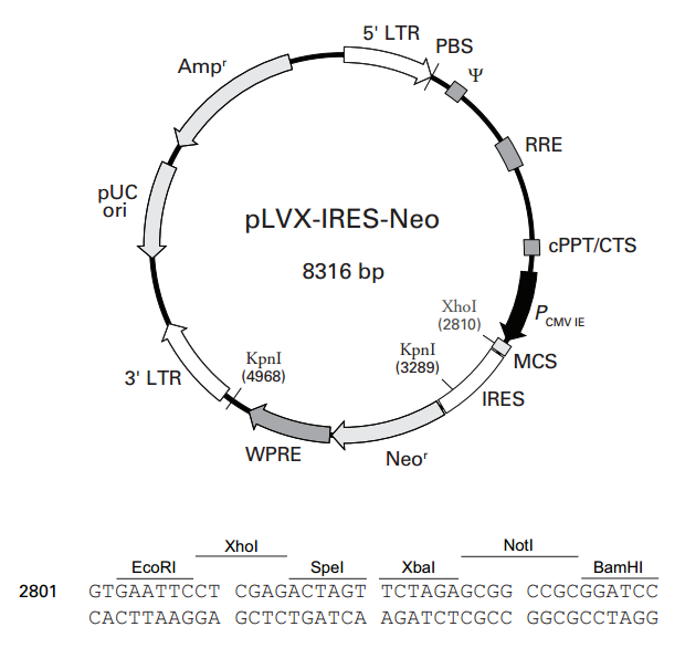 pLVX-IRES-Neo 载体