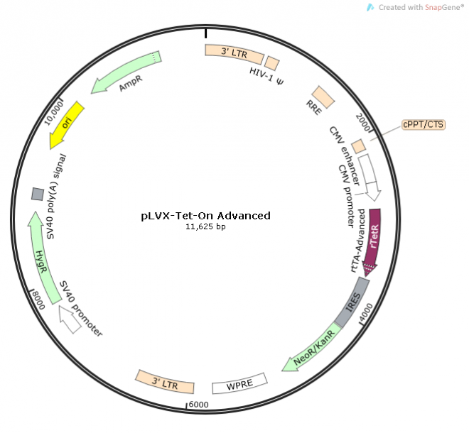 pLVX-Tet-On Advanced 载体