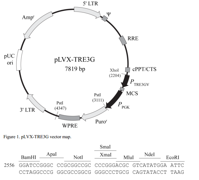 pLVX-TRE3G 载体