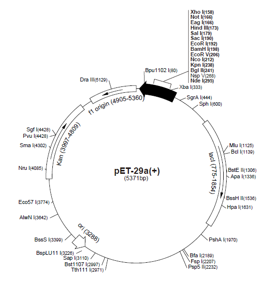 pET-33b(+) 载体