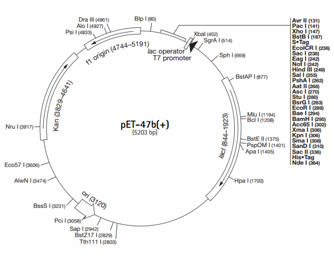 pET-47b(+) 载体