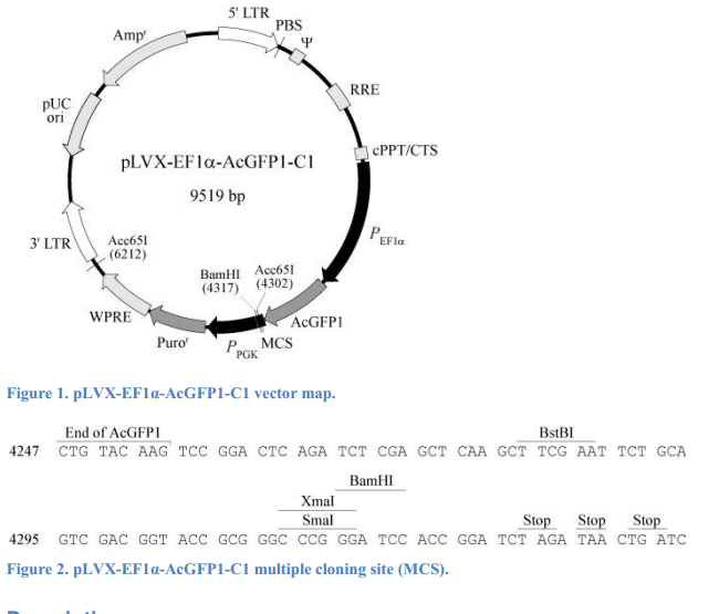 pLVX-EF1α-AcGFP1-C1 载体