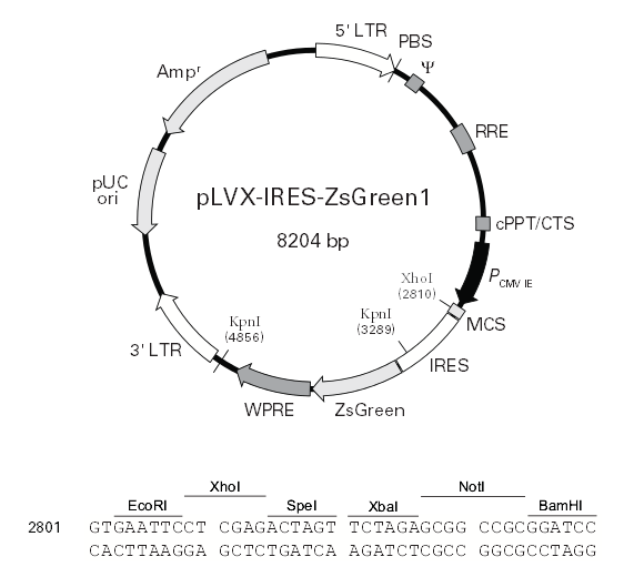 pLVX-IRES-ZsGreen1 载体