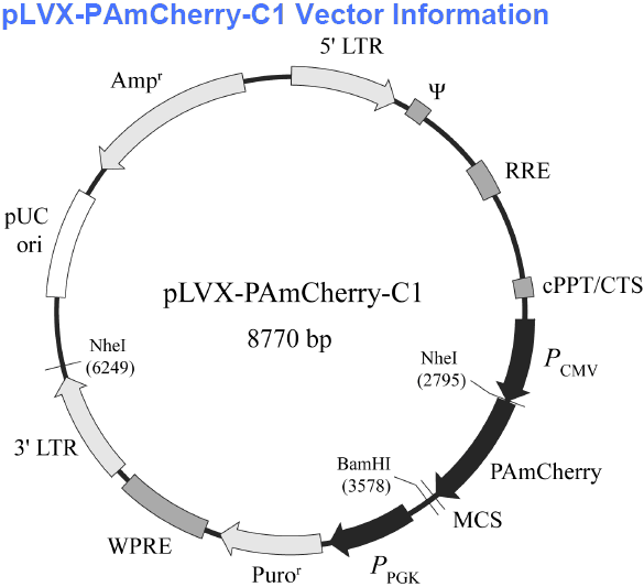 pLVX-PAmCherry-C1 载体