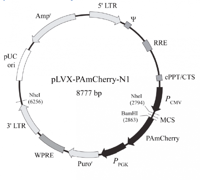 pLVX-PAmCherry-N1 载体