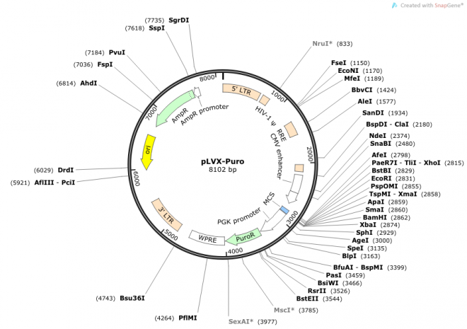 pLVX-Puro 载体