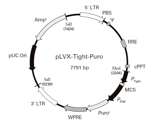 pLVX-Tight-Puro 载体