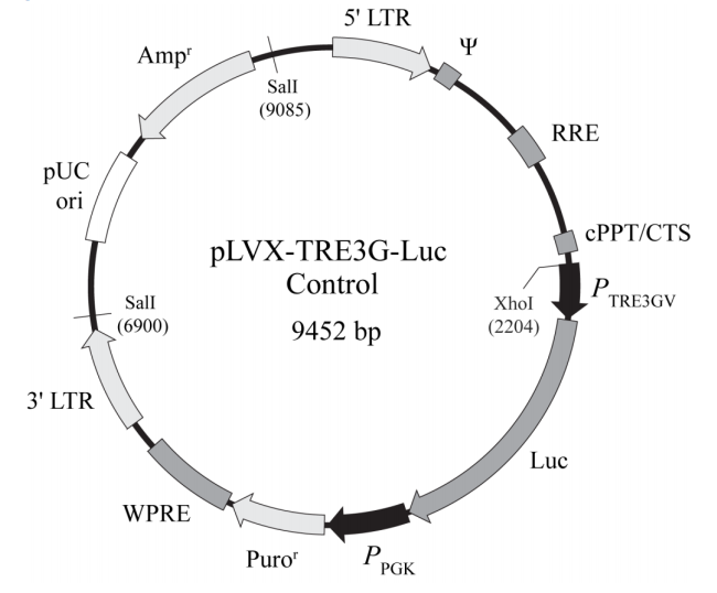 pLVX-TRE3G-Luc Control 载体