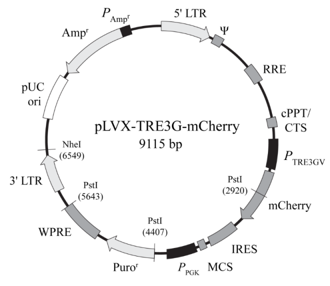 pLVX-TRE3G-mCherry 载体