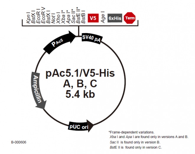 pAc51/V5-His A 载体