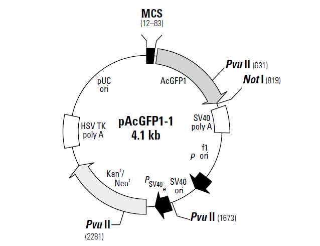 pAcGFP1-1 载体