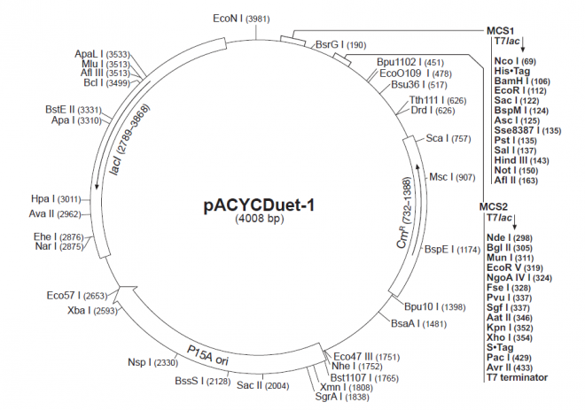 pACYCDuet-1 载体