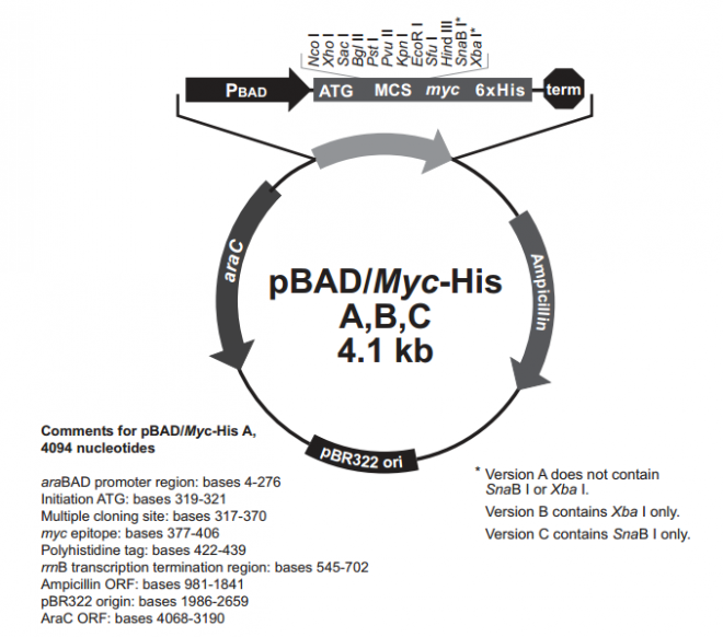 pBAD/His B 载体