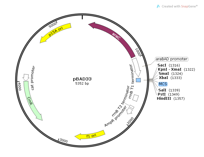pBAD33 载体
