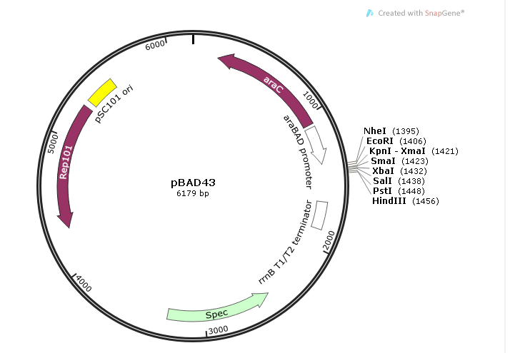 pBAD43 载体