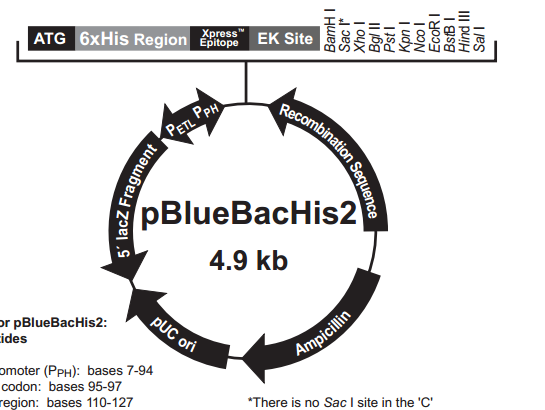 pBlueBacHis2 A 载体