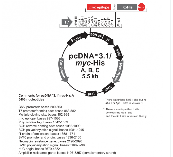 pcDNA31(+)/myc-His A 载体