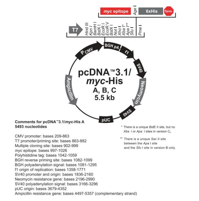 pcDNA31(+)/myc-His B 载体