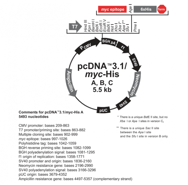 pcDNA31(+)/myc-His C 载体