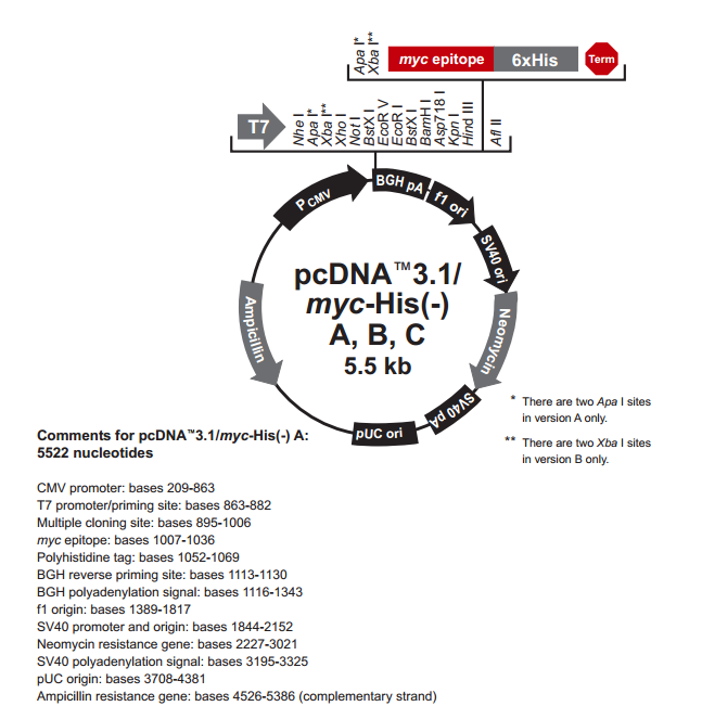 pcDNA31(-)/myc-His C 载体