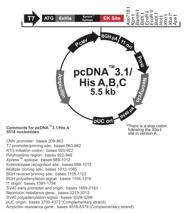 pcDNA31/His A 载体