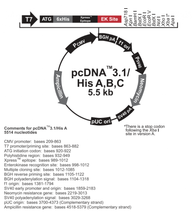 pcDNA31/His B 载体