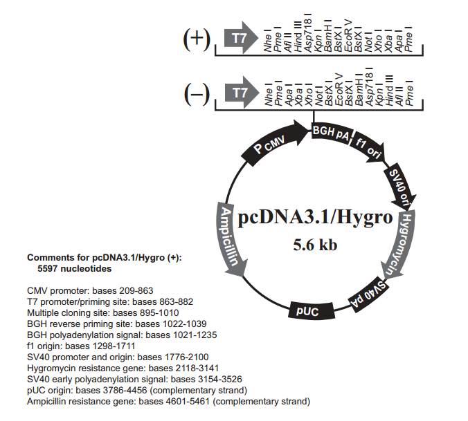 pcDNA31/Hygro(-) 载体
