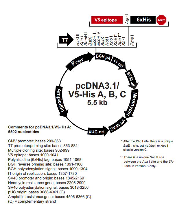 pcDNA31/V5-His B 载体