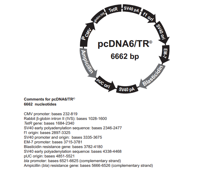 pcDNA6/TR 载体