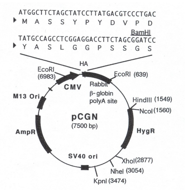 pCGN 载体