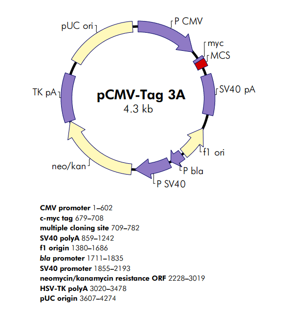 pCMV-Tag 3A 载体