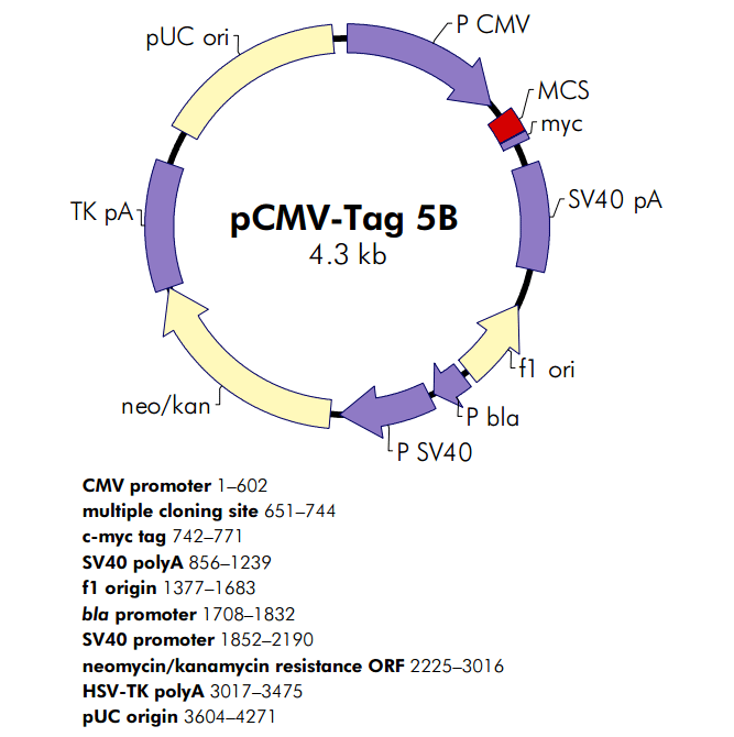 pCMV-Tag 5B 载体