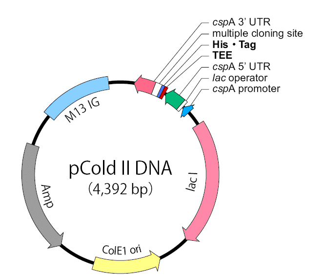 pCold II 载体
