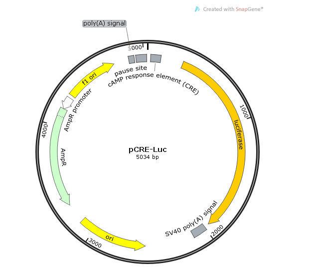 pCRE-Luc 载体