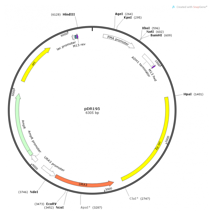 pDR195 载体
