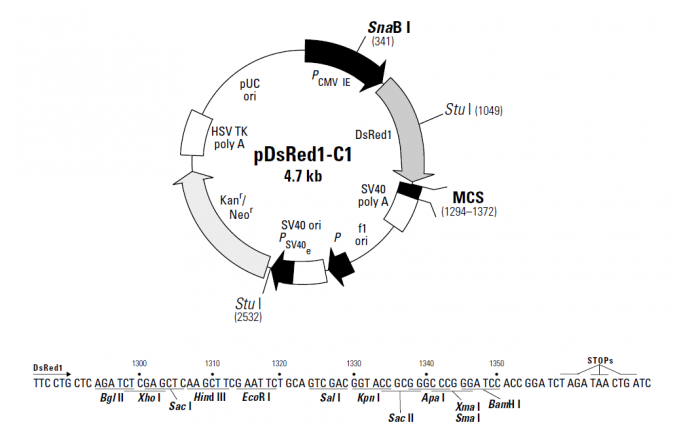 pDsRed1-C1 载体