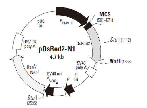 pDsRed2-N1 载体