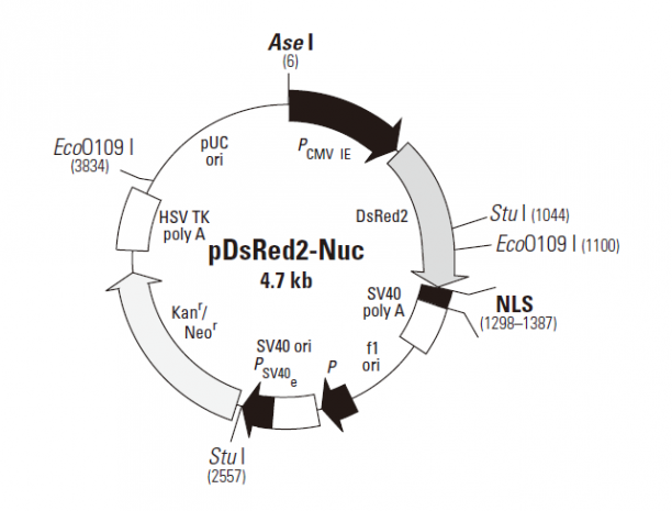 pDsRed2-Nuc 载体