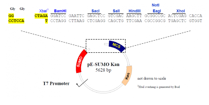 pE-SUMO 载体