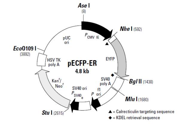 pECFP-ER 载体