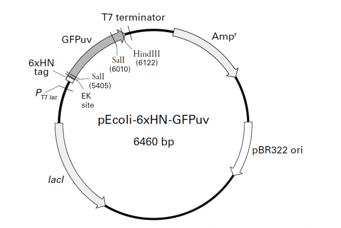 pEcoli-6xHN-GFPuv 载体