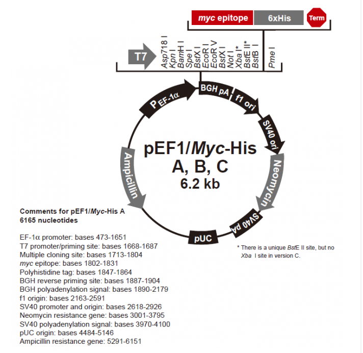 pEF1/myc-His A 载体