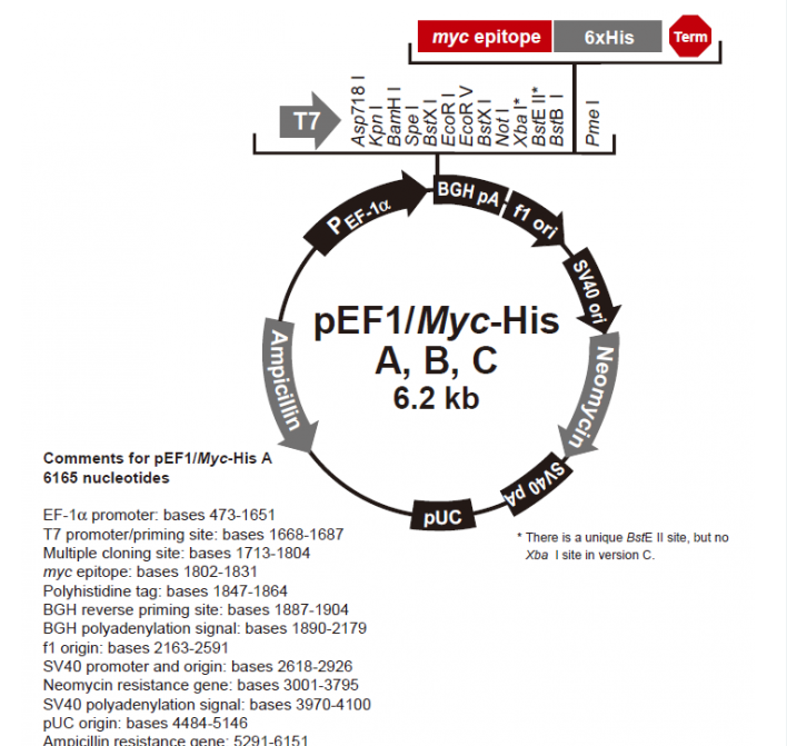 pEF1/myc-His C 载体