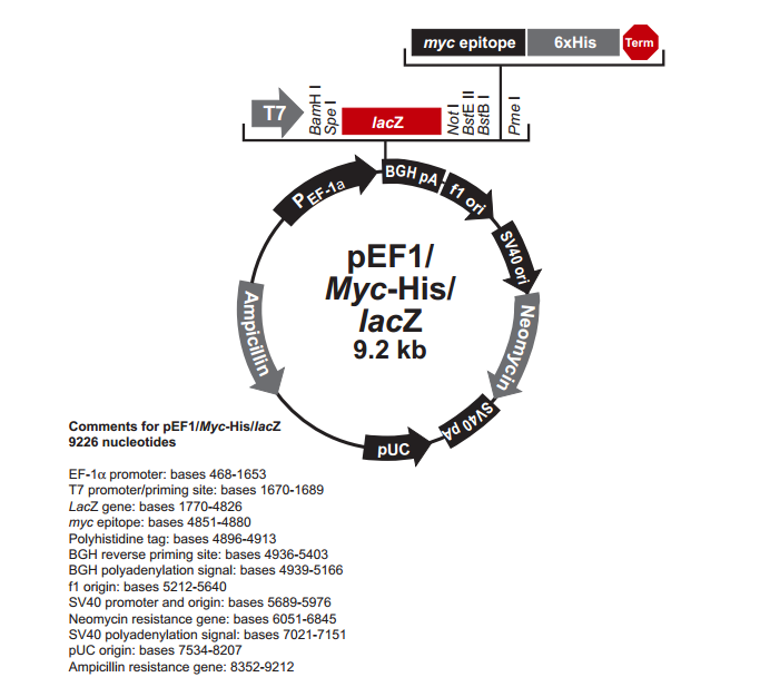 pEF1/myc-His lacZ 载体