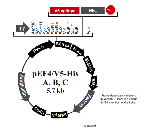 pEF4/V5-His A 载体