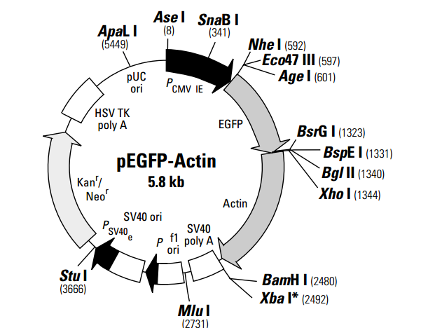 pEGFP-Actin 载体