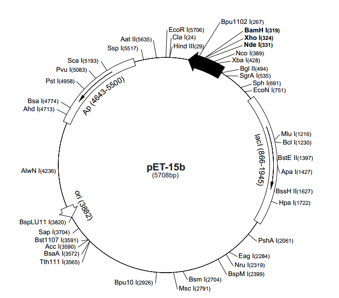 pET-15b 载体