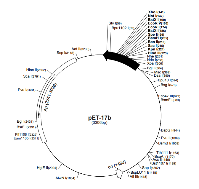pET-17b 载体
