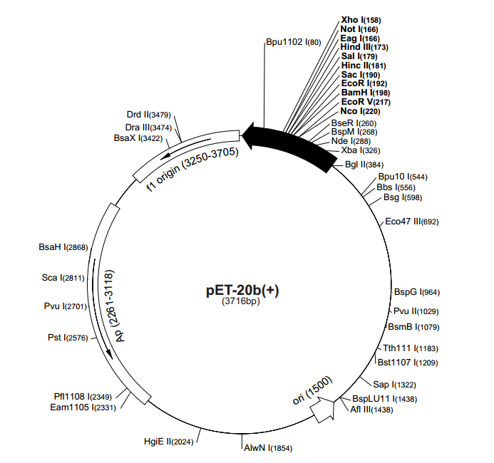 pET-20b(+) 载体