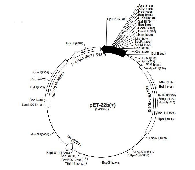 pET-22b(+) 载体